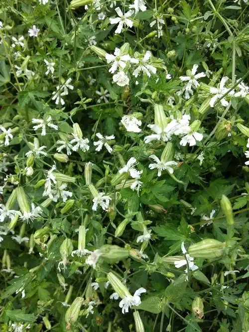 《"空中草原"寻花行》水杉的美篇