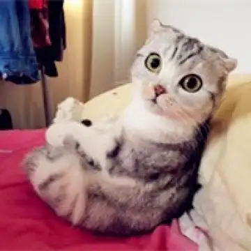 小萌宠 | 美女壁纸 | 手机壁纸 | 摄影图库 | 图库欣赏 | 非主流壁纸