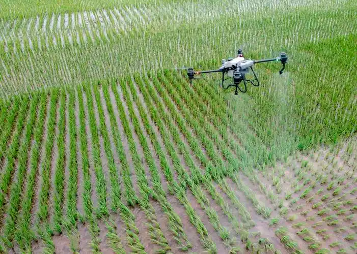 四川仁寿:无人机喷打农药保丰收_水稻_植保_作业