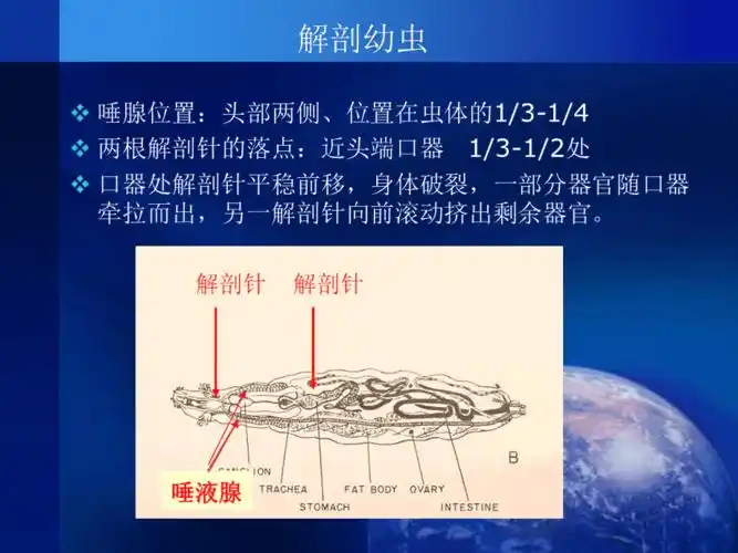 遗传实验3果蝇唾腺染色体课前讲解