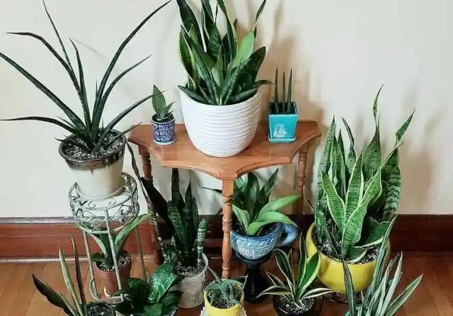 一棵虎皮兰怎么养能爆盆(家庭养虎皮兰注意这5个)
