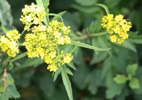 异叶败酱图片异叶败酱草本野菜植物图片