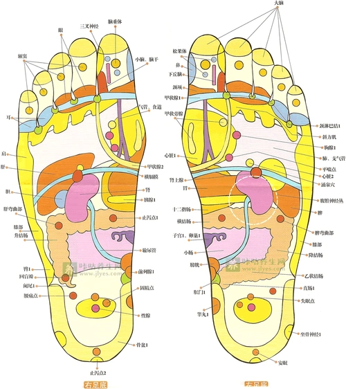 足部反射区高清图及足底按摩