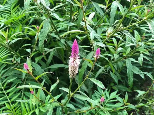 每日一味:玄参,又名元参,黑参,败酱草