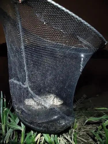 钓鱼口不好,偶然抄鱼爆护