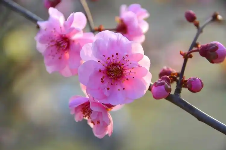 一枝红梅(拍摄于2018.3.26日) (共 10 p)