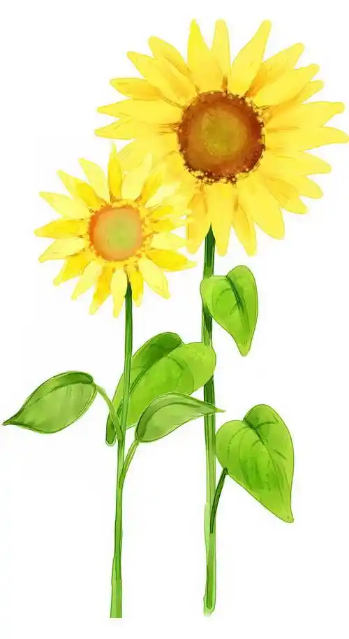 彩色水彩画风格手绘向日葵图片免抠素材