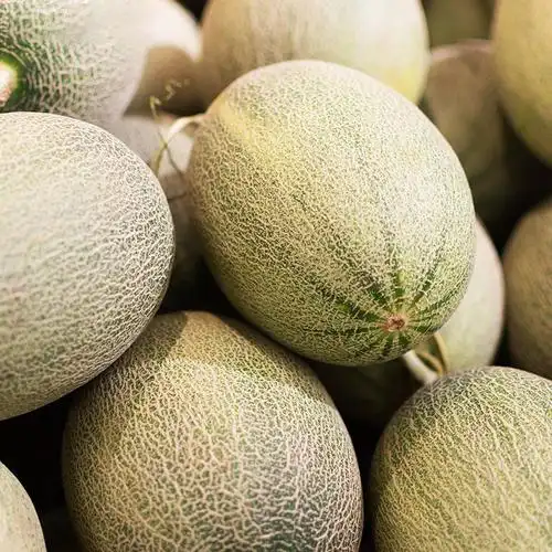 哈密瓜新疆现摘现发脆甜新鲜当季水果产地直发航空包邮西州蜜25号