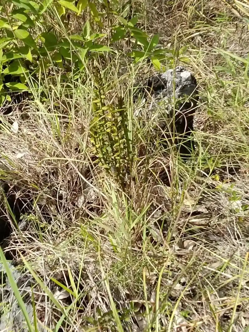 名贵药村野生的野蚕豆根(又名大黄袍,蚕豆黄根) - 抖音