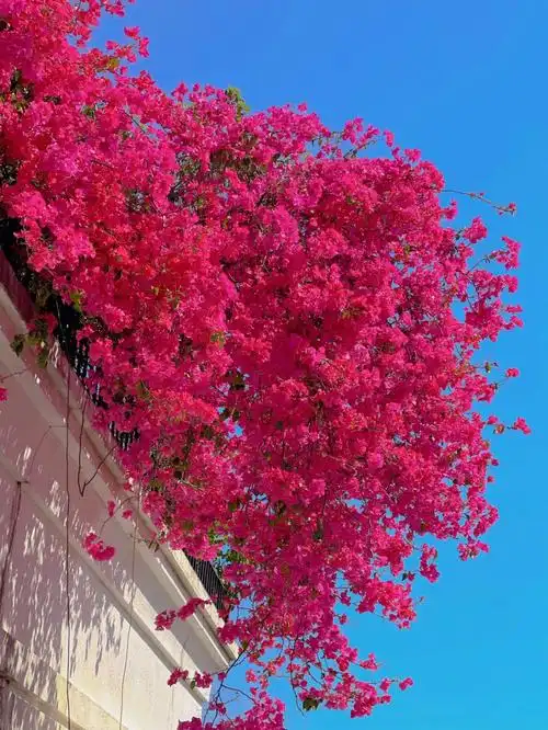 三角梅  #三角梅开花  #三角梅随拍#三角梅拍照  #勒杜鹃  #天台花园