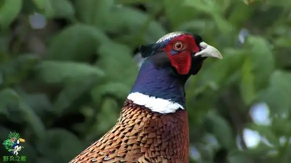高清近拍野鸡打鸣,清晰响亮的野鸡叫声-动物视频-搜狐视频