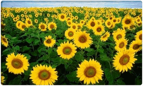 莜面是"三高"克星,杂粮王者,大西北的莜面窝窝别具风味