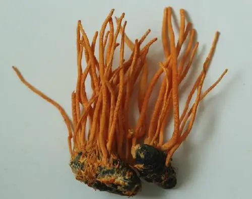 蛹虫草长什么样子?哪里可以买到