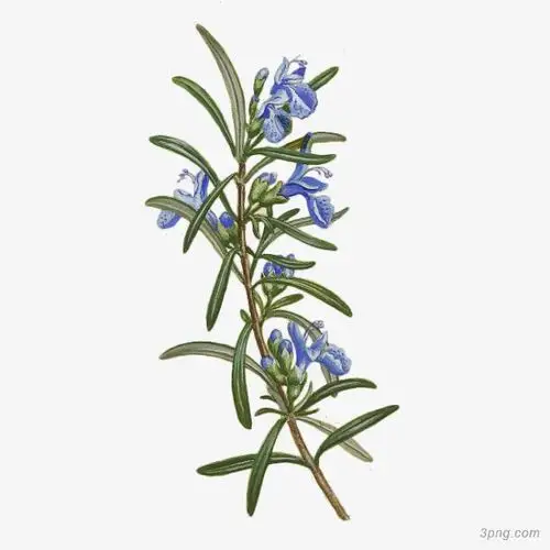 蓝色迷迭香png素材透明免抠图片动植人物