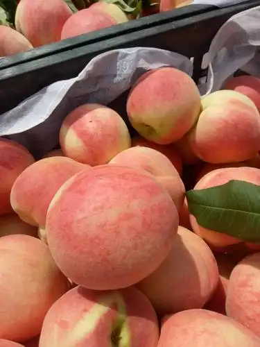 山东沂蒙山毛桃产地 毛桃之乡15265996373