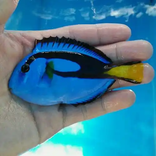 蓝吊海水活体吊类养定开口颗粒尼莫好朋友多利鱼