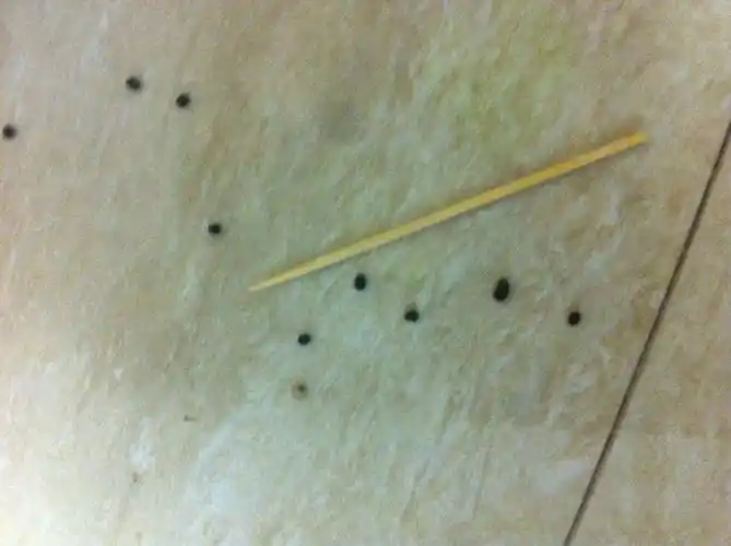 黑色的,2毫米长,1毫米直径,很松很干很多,是什么动物的屎?