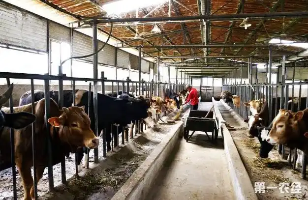 "六净养牛法"介绍,这些很重要