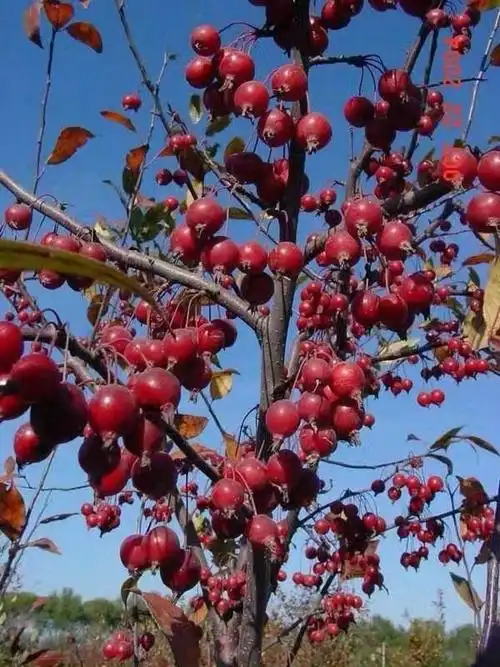 北美海棠果实篇