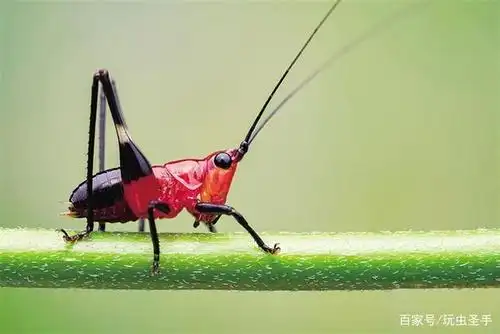 昆虫鉴赏:悦鸣草螽