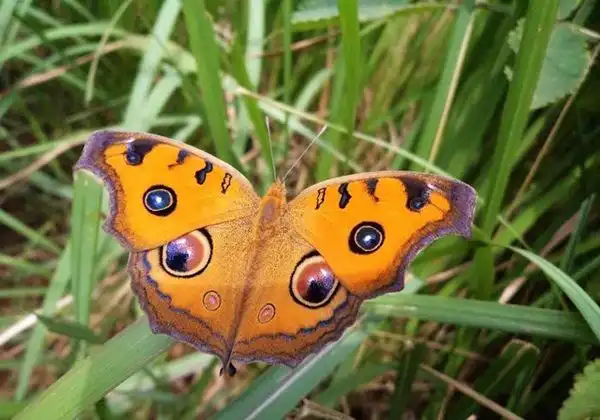 野外自然里的珍稀昆虫蝴蝶图片