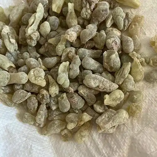 不同产区品种的乳香