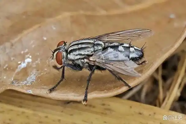 就是牛虻,它们是一种双翅目虻科昆虫,通常被人们称为牛蚊子,牛苍蝇等
