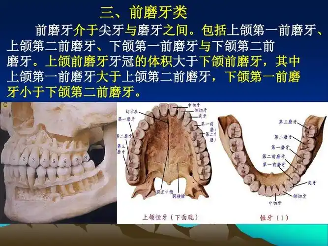 口腔前磨牙解剖形态ppt