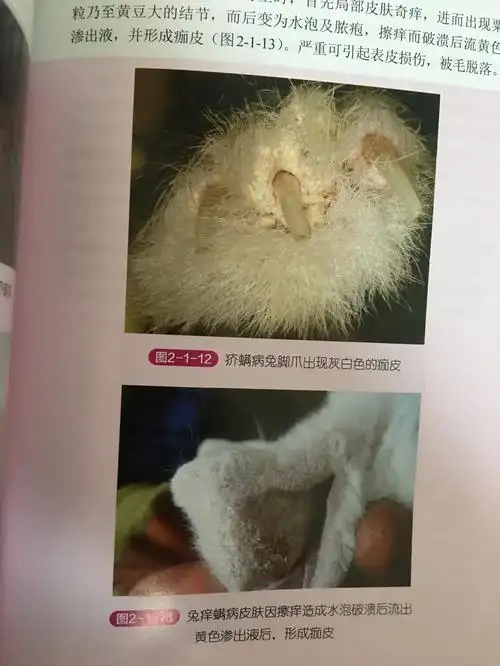 螨病又叫疥癣或癞,疥疮,疥虫病,是由痒螨(又叫吸吮疥癣虫)寄生在动物