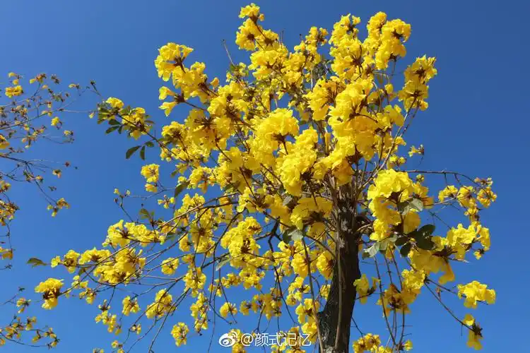 感谢一一黄花风铃木巴西国花