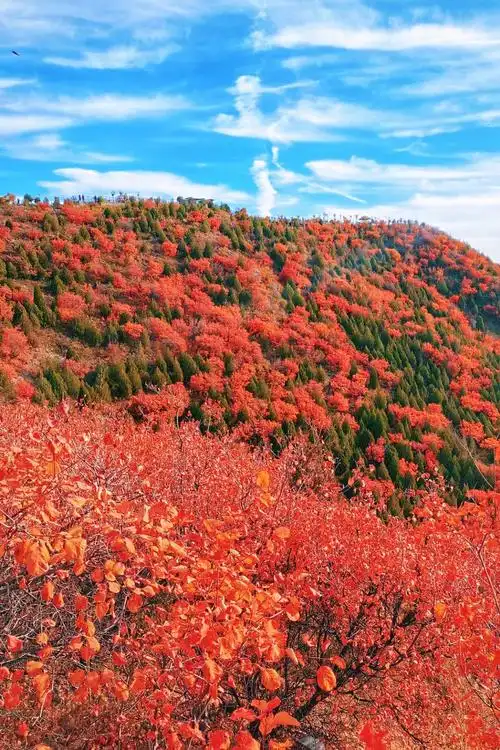北京新晋网红山,秋天漫山红成一片,蔚为壮观,目前还不要门票_手机搜狐