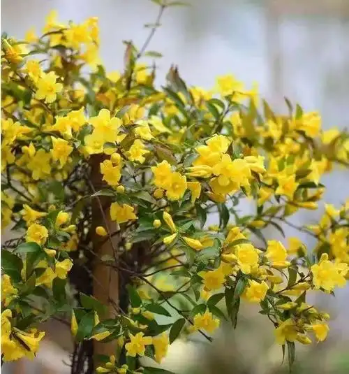 1种花花量巨大,堪称开花界"航空母舰",花期能有大半年