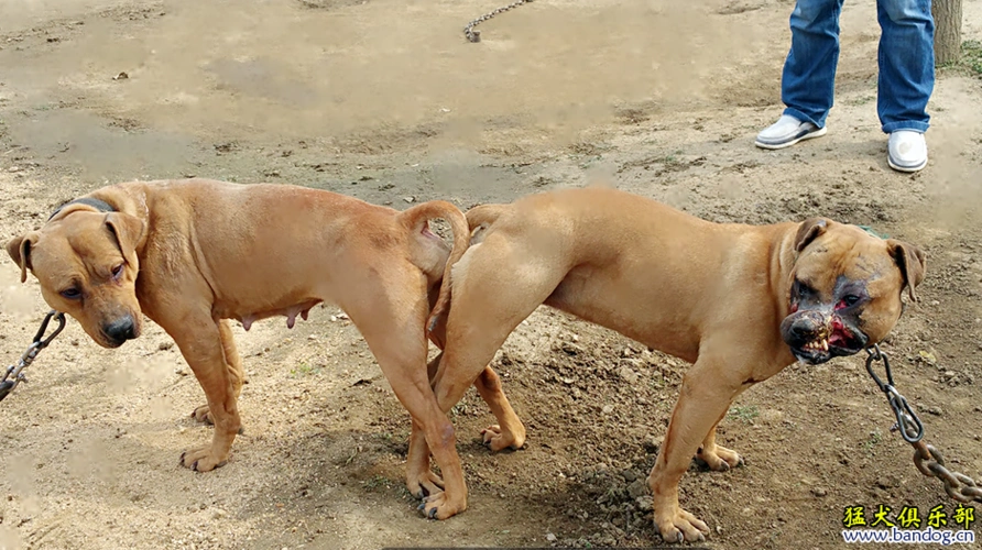 春天是个好季节万物复苏动物繁衍