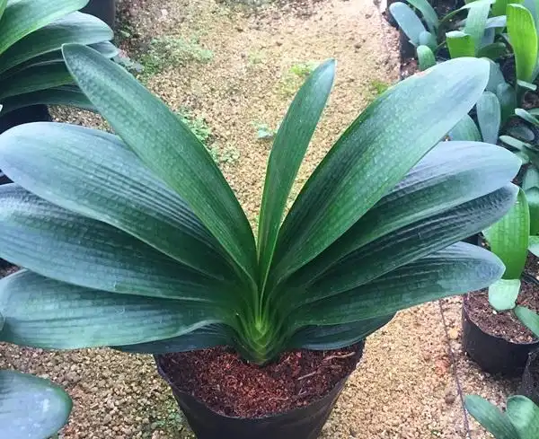 怎样让君子兰的基座长的更粗壮?