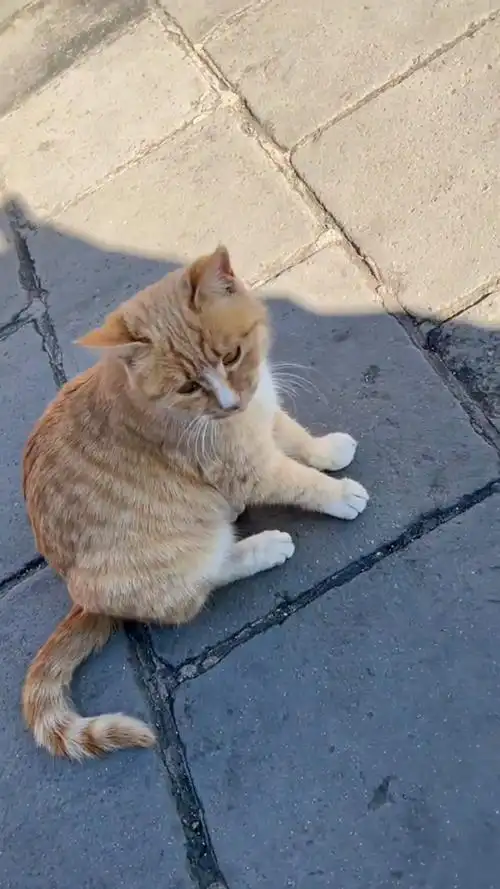 路遇一只烟嗓大橘猫.