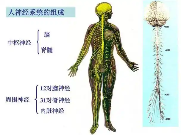 人类能100控制身体吗