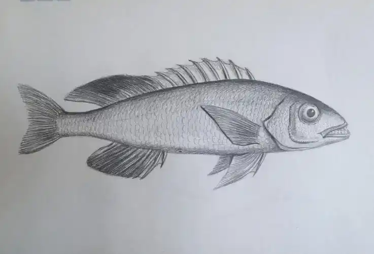 素描画鱼