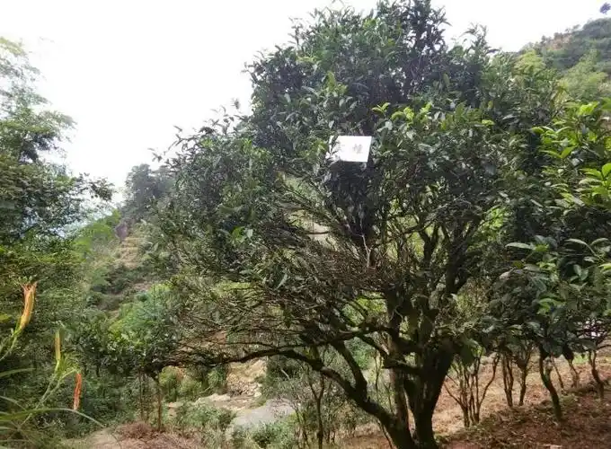 老茶农带大家认识凤凰单丛的18个品种茶树