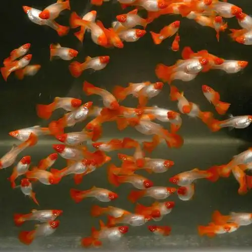 精品小型观赏鱼热带鱼鸿运当头红头孔雀凤尾鱼苗活体包活包损包邮