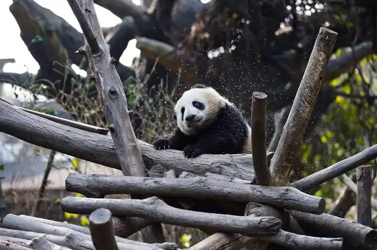 霸气十足!成都大熊猫扶膝坐树杈走红