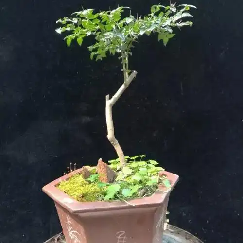 盆景十八学士之虎刺鉴赏