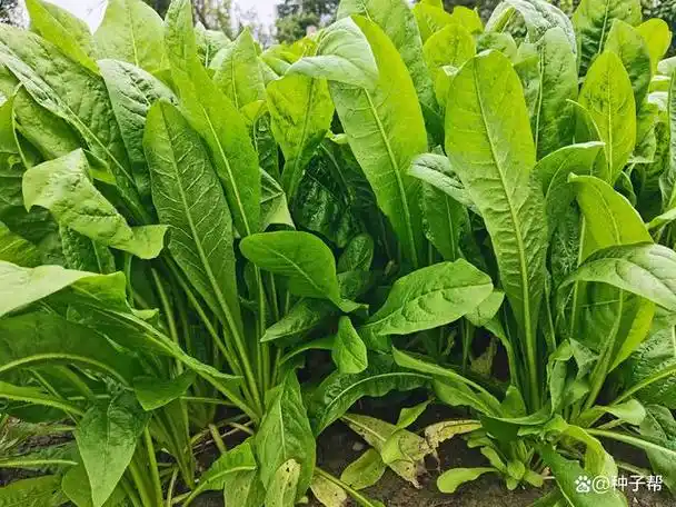 大叶菊苣喂猪,可改善猪的肠道环境,营养好,一年能收割6~8次