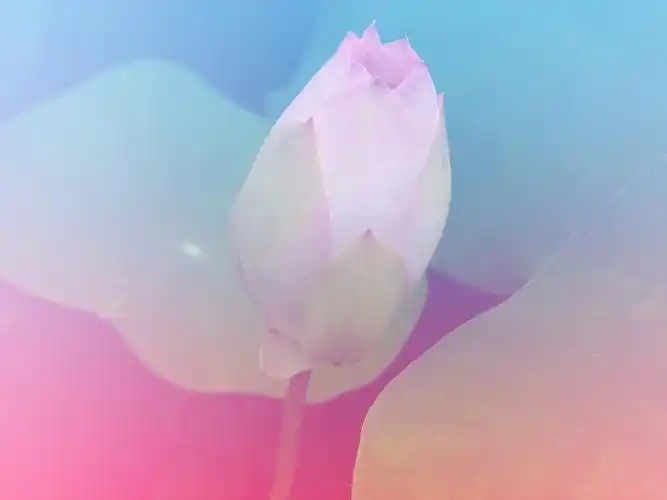 浅色调荷花图片花卉鲜花莲花花朵荷花