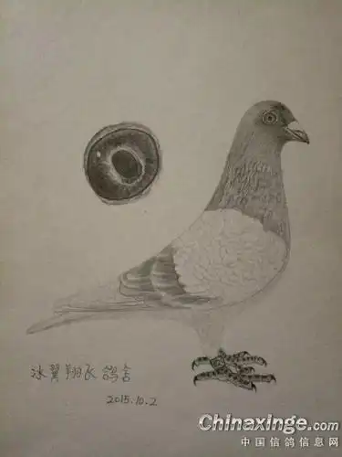 鸽界能人 手绘信鸽栩栩如生