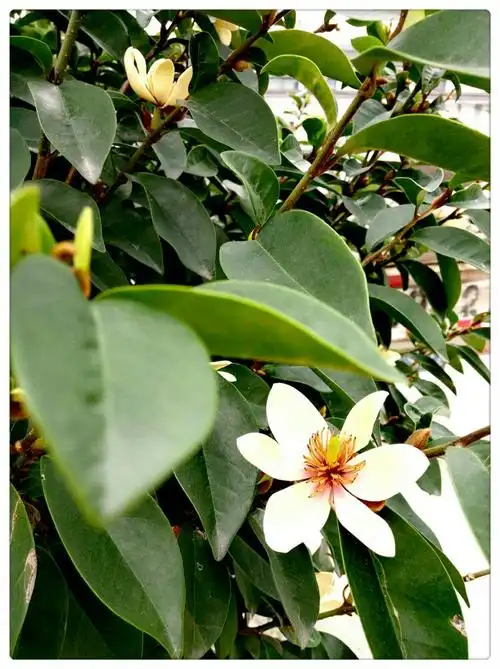 不认识的植物,问了农家,才知道这叫山竹,花朵清新中略带香甜味,果实