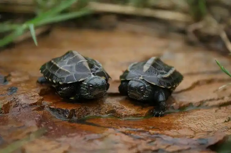 区分海龟与乌龟