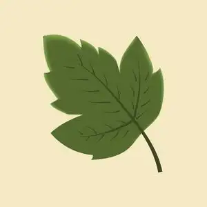 多彩的葡萄叶片图片