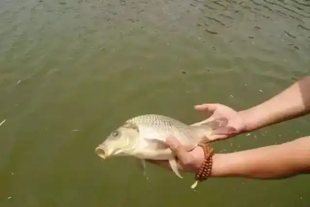 大量放生可改命消业障