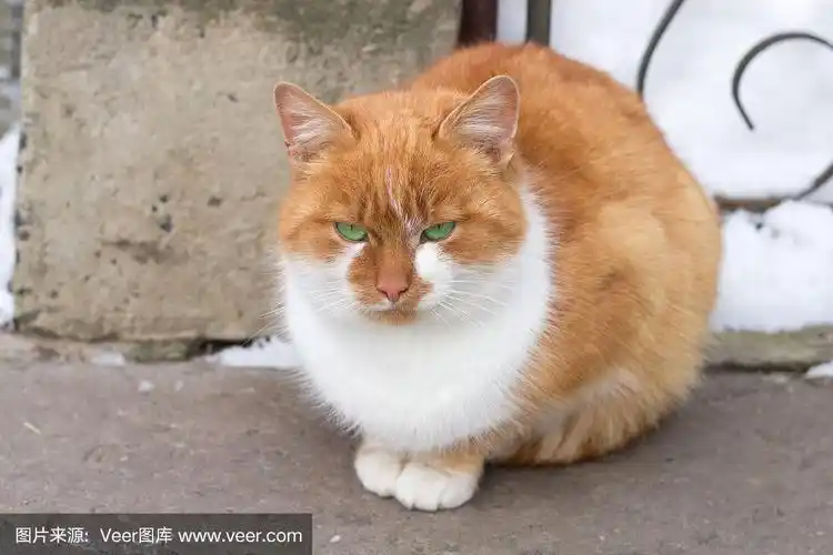 小红毛猫坐在寒冷的冬天下雪的院子里的特写