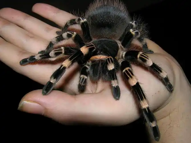 中国十大毒蜘蛛图片 中国最毒的蜘蛛排名 - 网络编辑之家